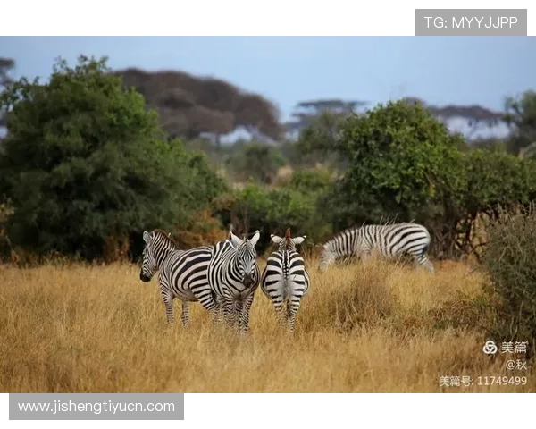 安博国际官网：详细解析安博国际的企业文化与核心价值观